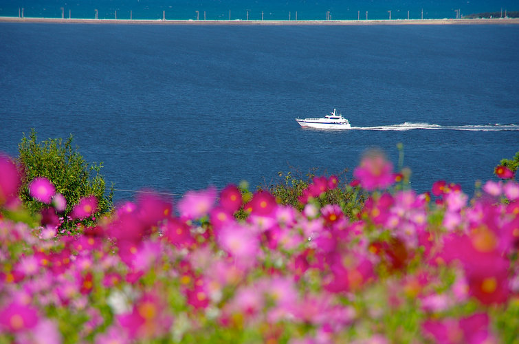 Cosmos with Boat2.jpeg