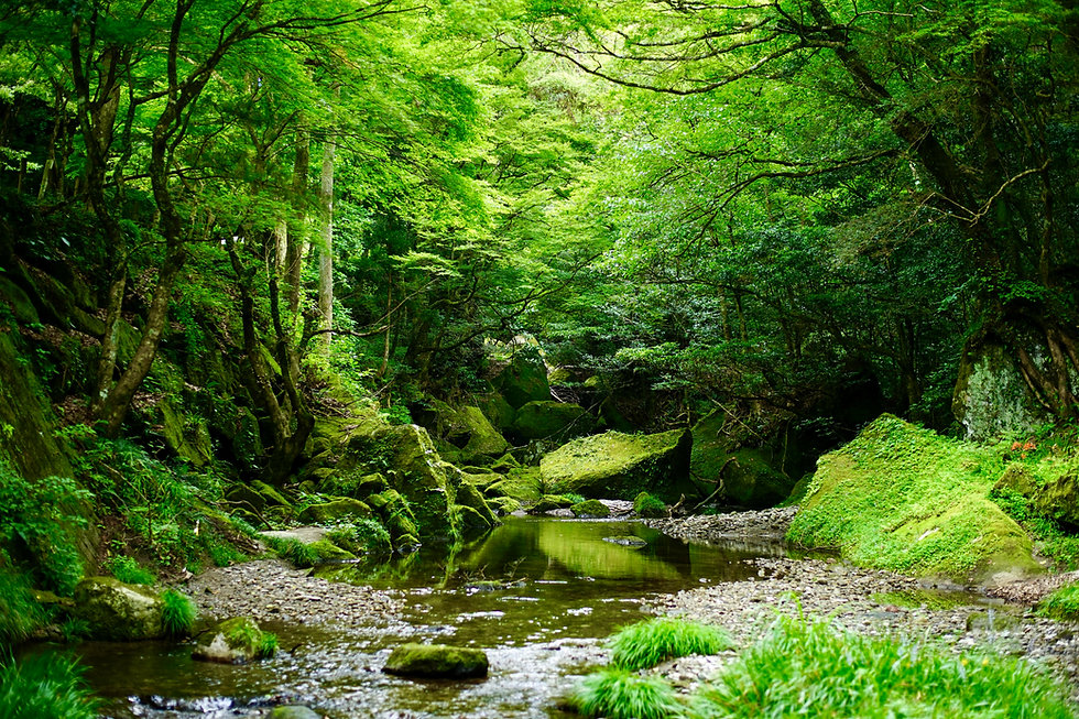 Green River5.jpeg