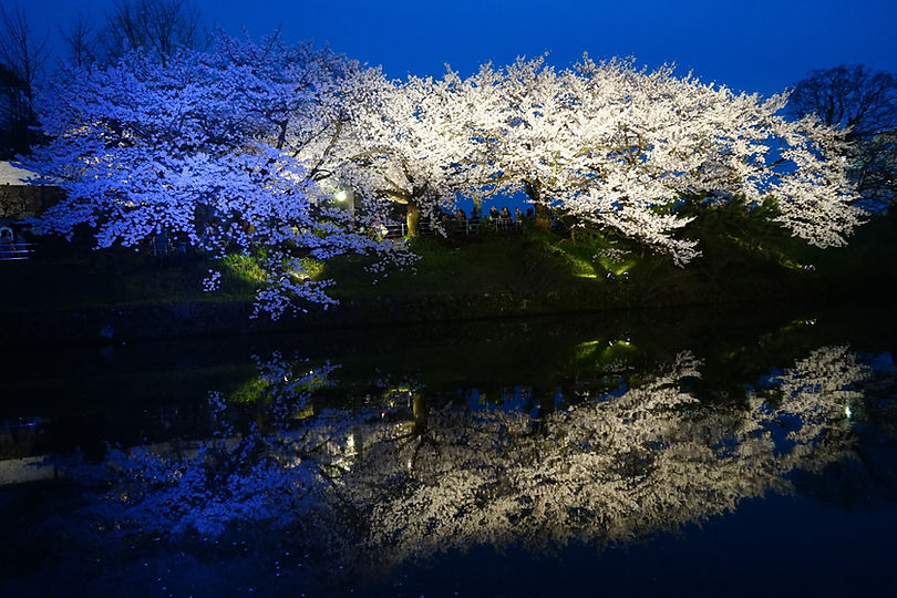 Night Cherry Blue Illumination .jpeg