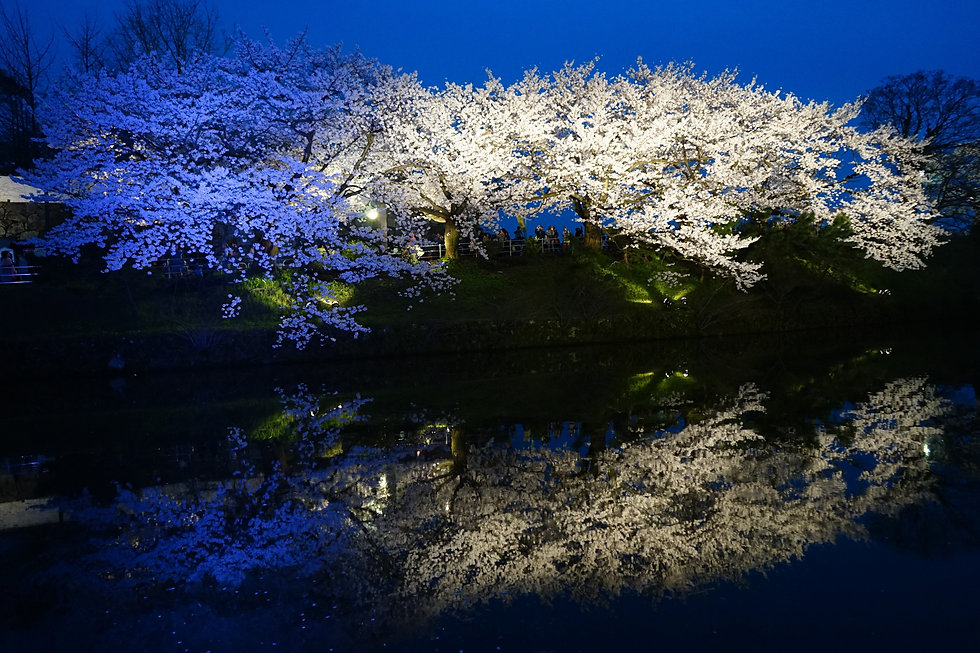Night Cherry Blue Illumination .jpeg