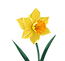 daffodil .png