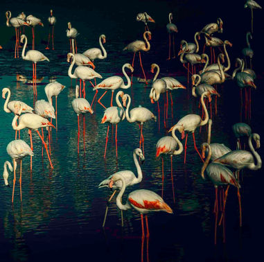 Flamingos_Ana Sanz Llorens