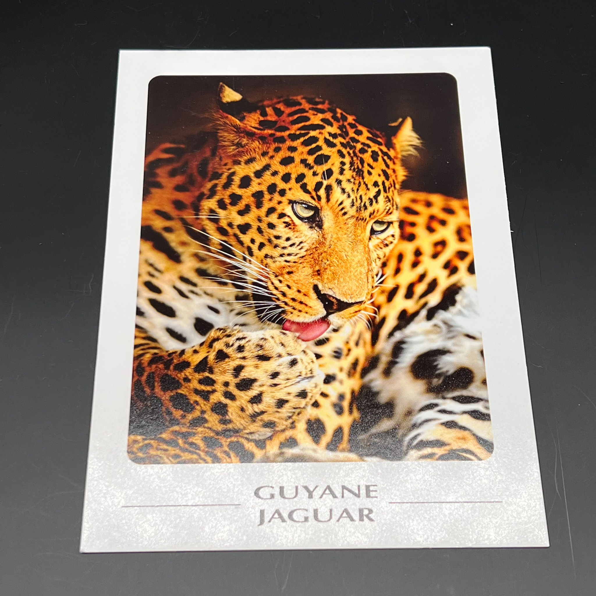 carte postale guyane