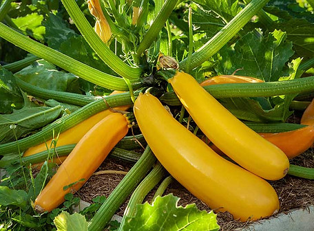 Golden-Zucchini-Growing-in-the-Garden-Cover.jpg