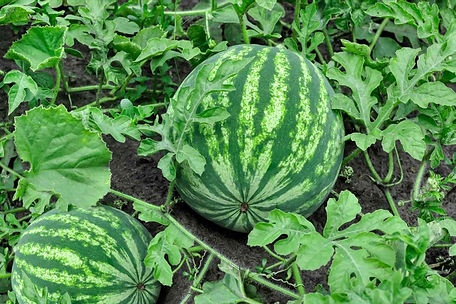 how-to-grow-watermelons-1403491-hero-2d1ce0752fed4ed599db3ba3b231f8b7.jpg