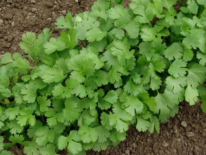 cilantro-garden-690x518.webp
