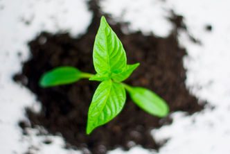 Fast Growing Organizations