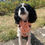 Thumbnail: Citrus Plaid - Harness