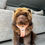 Thumbnail: Citrus Plaid - Harness