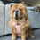 Thumbnail: Citrus Plaid - Harness