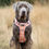 Thumbnail: Citrus Plaid - Harness