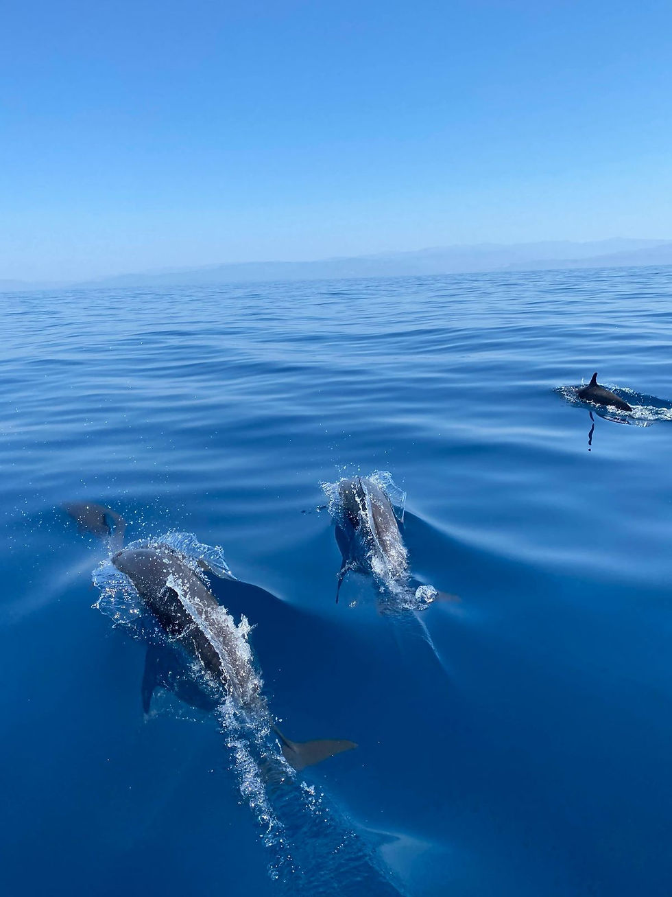 Whale & dolphin watching