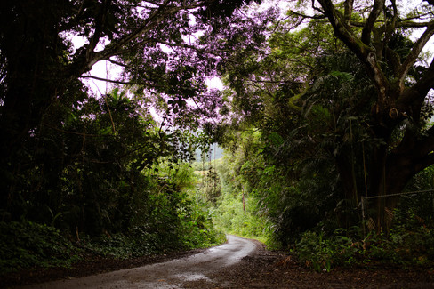 winding road through a dense jungle in Hawaii