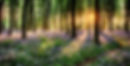 brighter trees.jpg