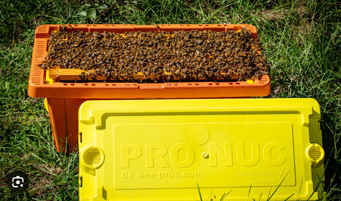 Thumbnail: 5-Frame Nuc Hive (2026)