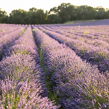 Champs de lavandes dans la Drôme provençale