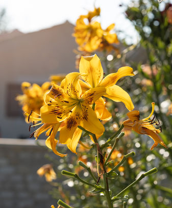 flower photo