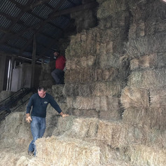 Eckholm Farm Whidbey Island WA Grass Hay