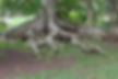 Root Management.jpg