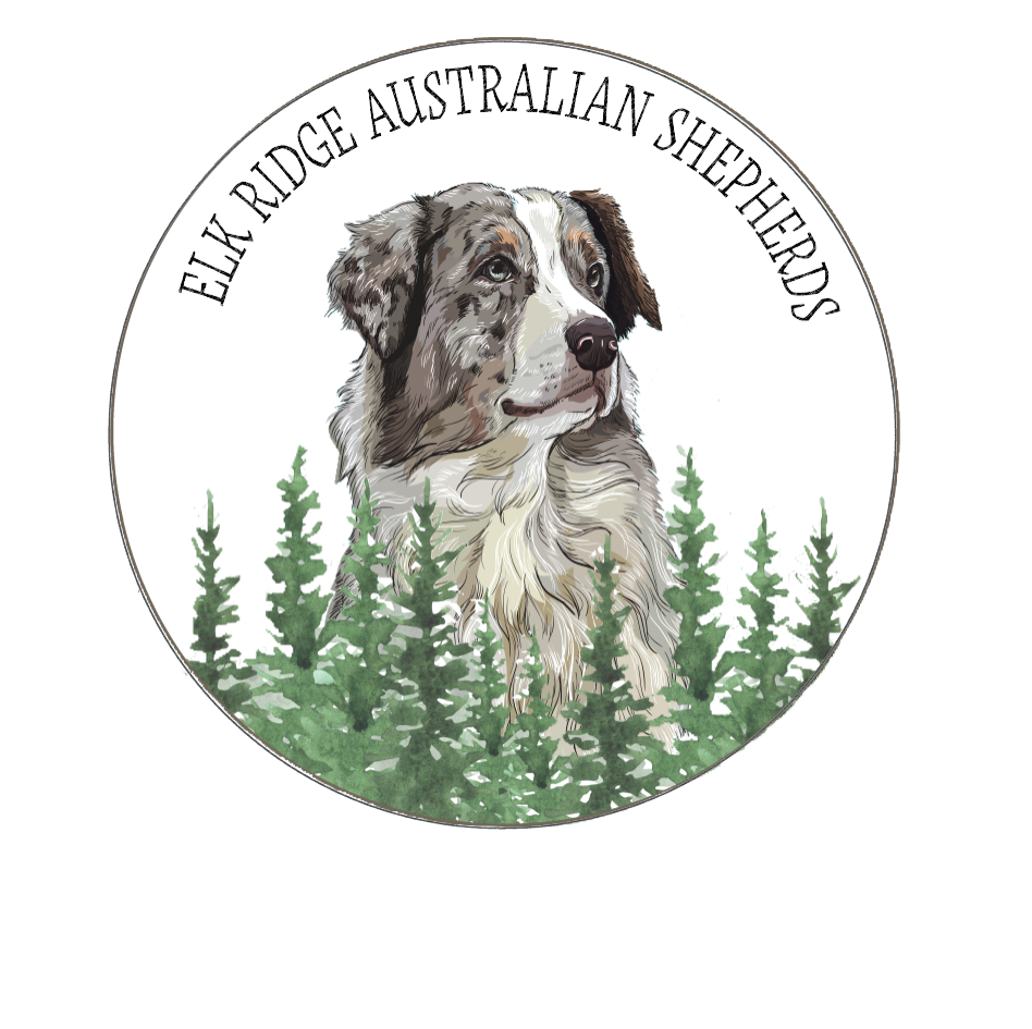 mini australian puppies for sale in pacific northwest