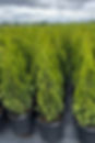 16C5C65C-87F3-4FEC-A4A8-3CF897A0459B_1_201_a.jpeg