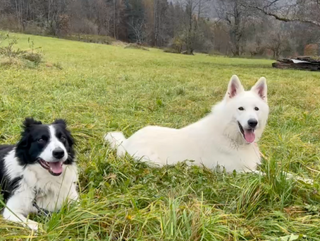 CANI FACILI E CANI DIFFICILI: ESISTONO DAVVERO?