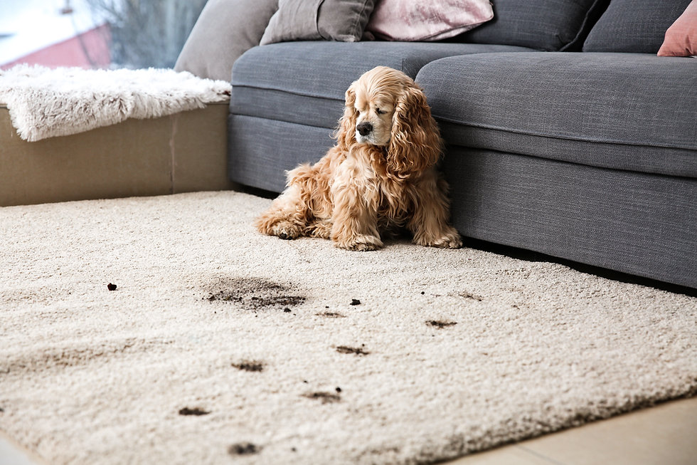 Blue Water Carpet Care