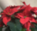 Poinsettia rouge