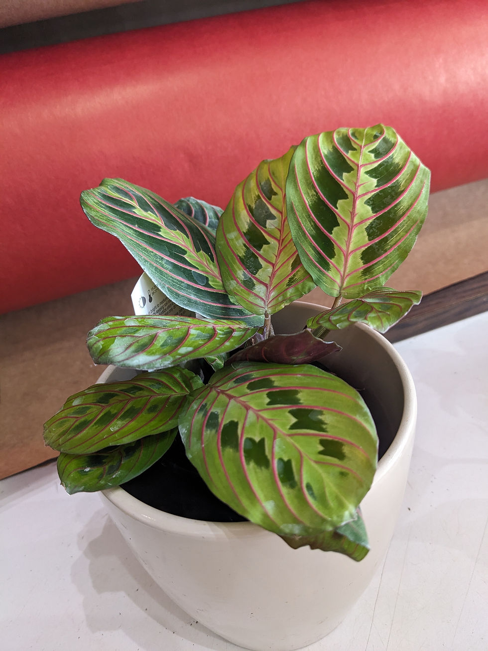 feuille de la plante Maranta