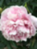 Pivoine rose
