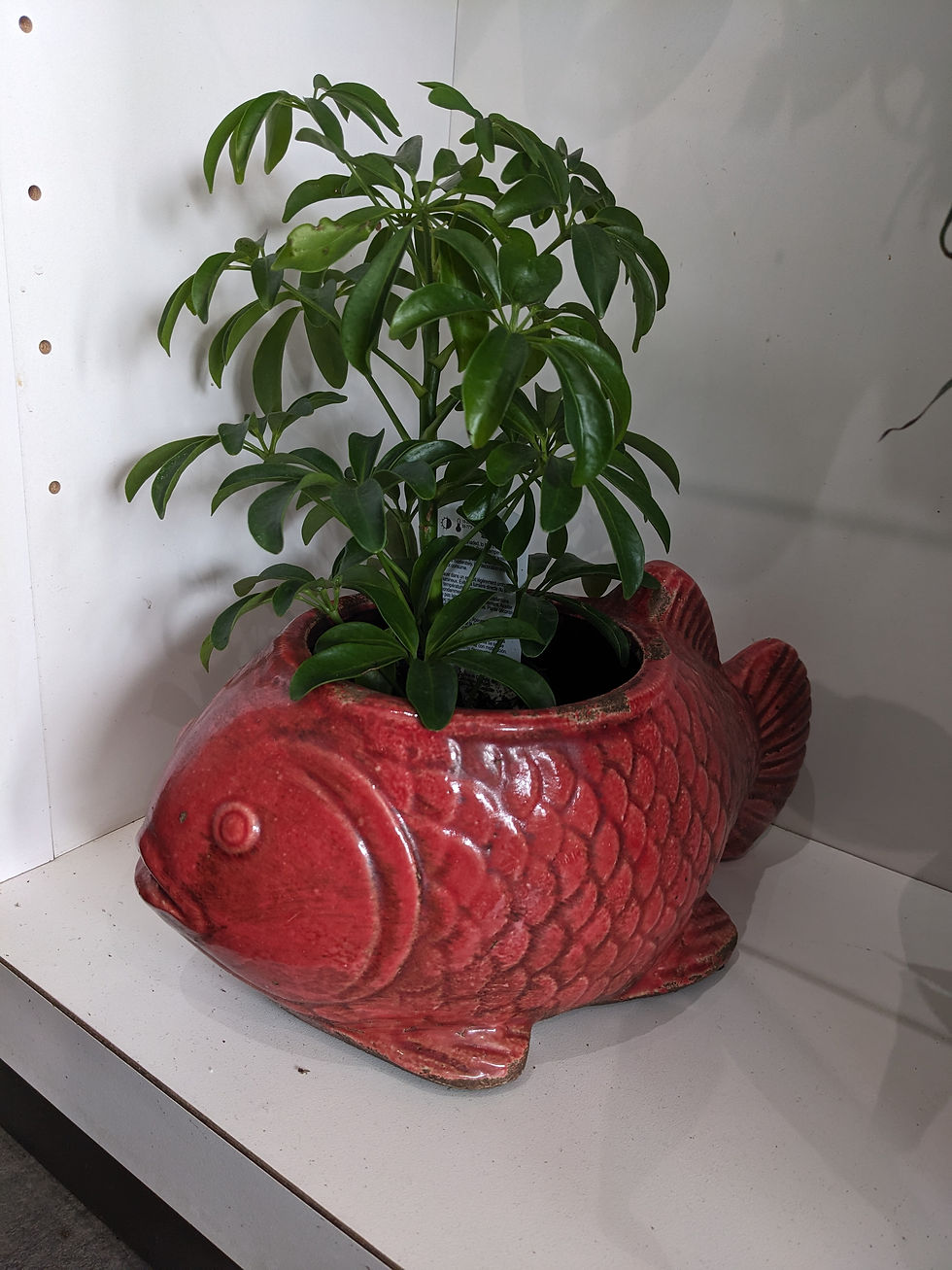 Plante schefflera dans un pot en forme de poisson rouge