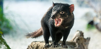Tassie Devil.jpg