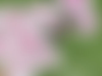 菊の花を楽しもう!!明日9/9は『重陽の節句』