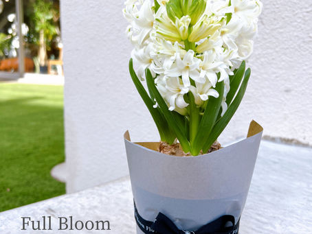 ヒヤシンスの球根の愉しみ方♫