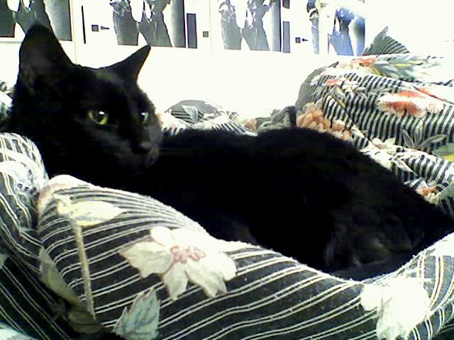 reine on comforter; salma poster 1