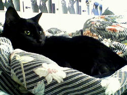 reine on comforter; salma poster 1