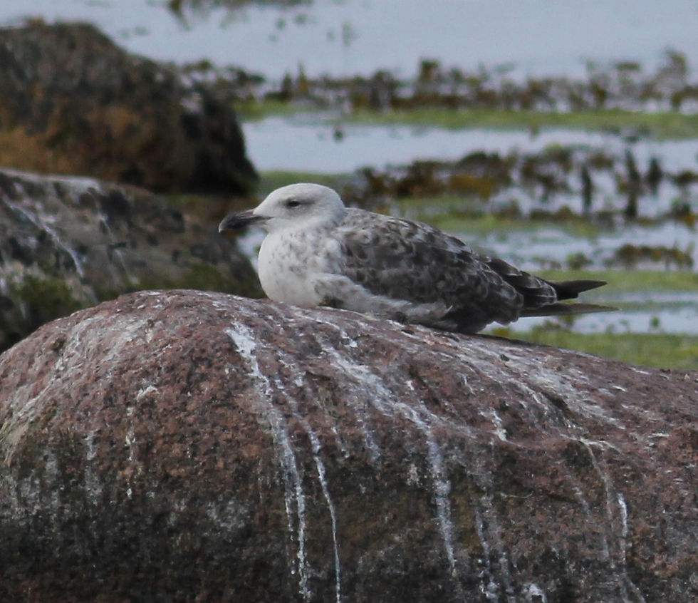 Kaspisk trut-Caspian gull
