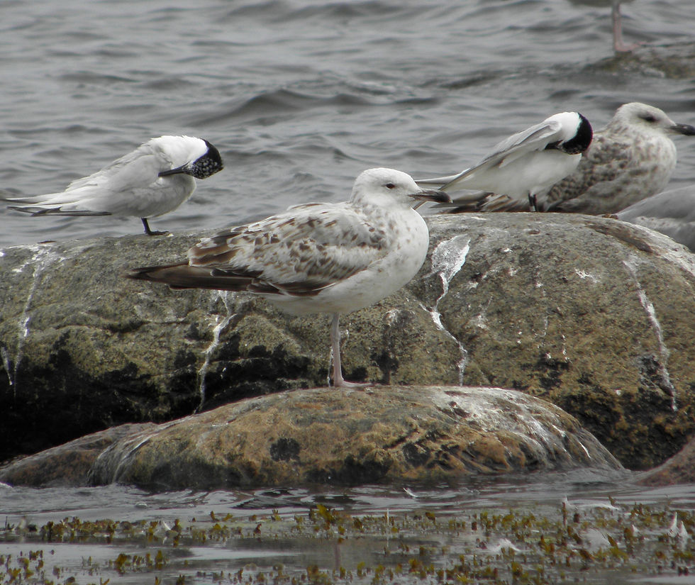 Kaspisk trut-Caspian gull