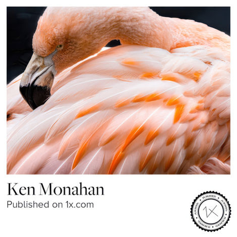 flamingo, bird, wildlife