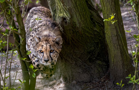 cheetah, wildlife hunting