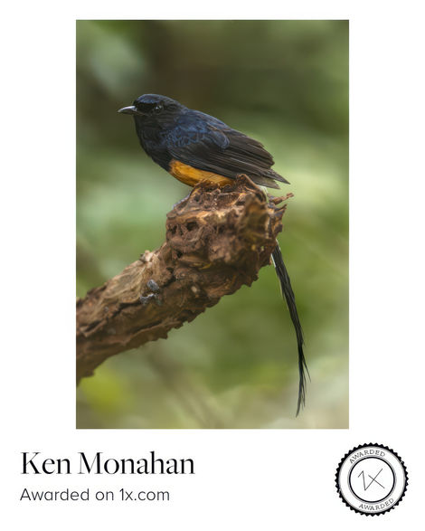 shama, bird. Sri Lanka, wildlife