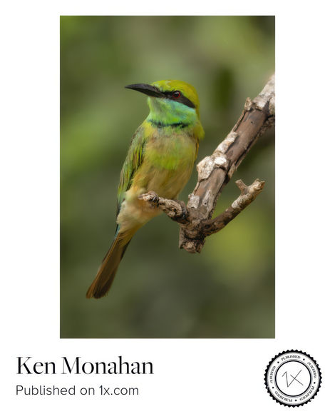 Green Bee Eater