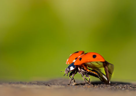 Ladybird About to Take Off