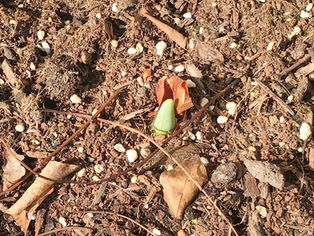 冬の園芸療法2018年度 芽が出ました⑨