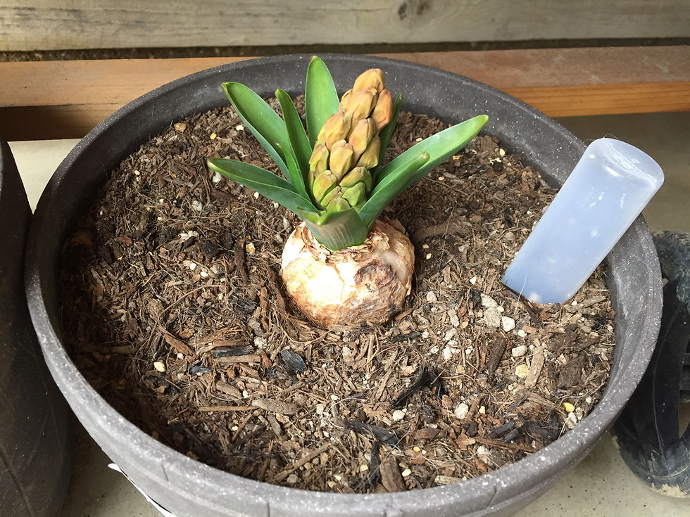 訪問リハビリのリハビリネクスト　園芸療法