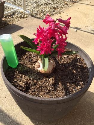 冬の園芸療法2017年度 ㉑