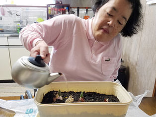 冬の園芸療法2018年度 芽が出ました⑫