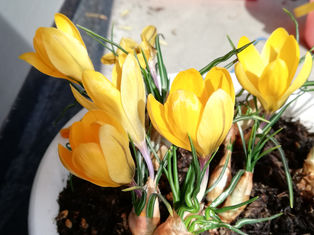 冬の園芸療法2020年度クロッカス編 ⑰