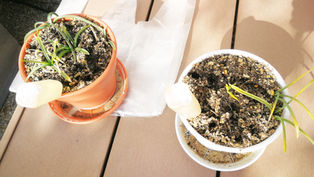 冬の園芸療法2019年度　⑭