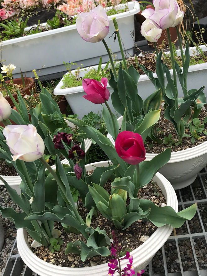 園芸療法2018年度㉔